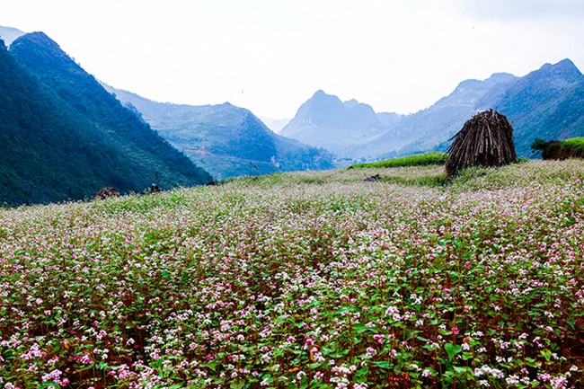 Den Ha Giang ngam mua hoa tam giac mach no dep ngat ngay-Hinh-10