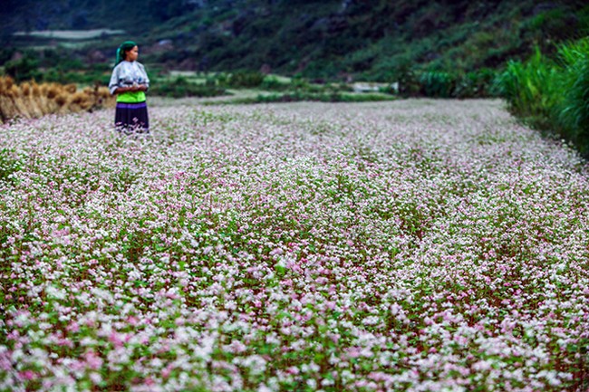 Den Ha Giang ngam mua hoa tam giac mach no dep ngat ngay-Hinh-4