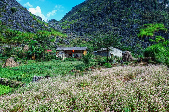 Den Ha Giang ngam mua hoa tam giac mach no dep ngat ngay-Hinh-5