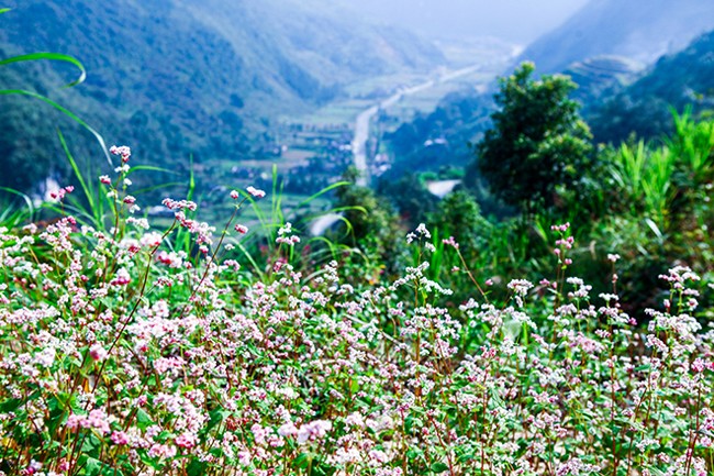 Den Ha Giang ngam mua hoa tam giac mach no dep ngat ngay-Hinh-6