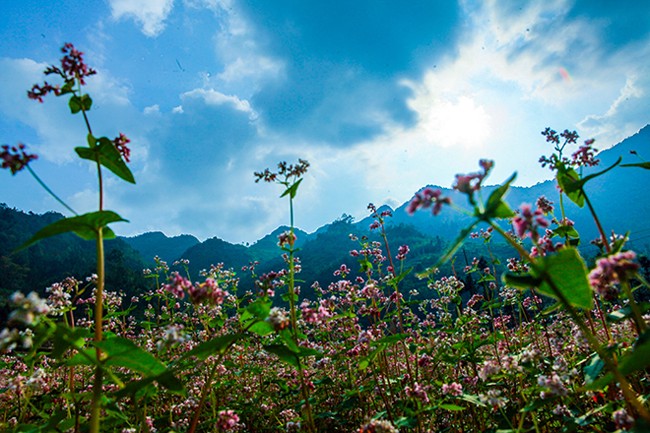 Den Ha Giang ngam mua hoa tam giac mach no dep ngat ngay