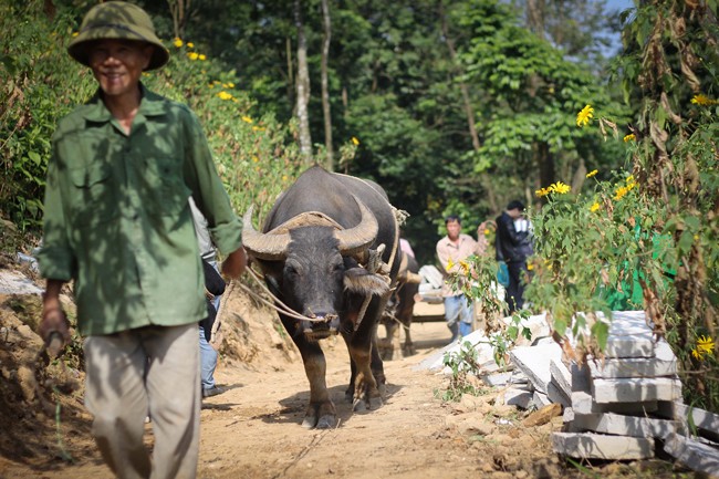 Ngam man nhan rung hoa da quy vang ruc o Ba Vi-Hinh-12