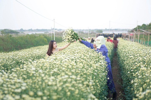 Cuc hoa mi no ro, sang bung lang hoa Nhat Tan-Hinh-3