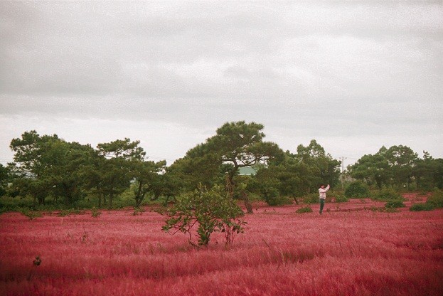 Doi co hong o Gia Lai dep ruc ro khong tuong-Hinh-8