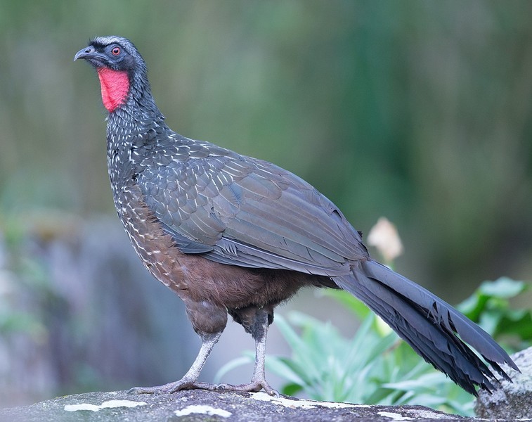 View - 	Lạ lùng loài chim thải ra đặc sản đắt nhất thế giới 40 triệu kg