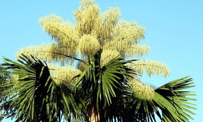 5 loai cay ca doi moi tro bong, hiem nguoi duoc chiem nguong-Hinh-6