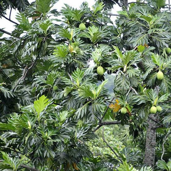 Cay canh lon nhanh nhu thoi, don loc tu phuong nha giau moi trong-Hinh-9