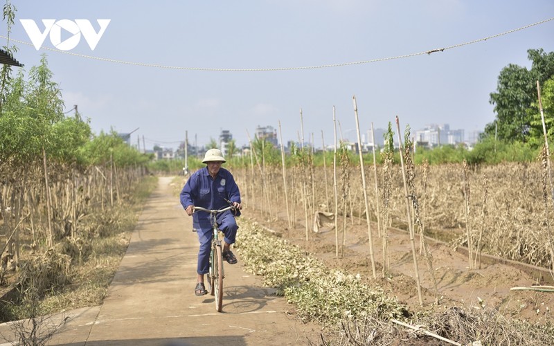 Xot xa vung trong dao Nhat Tan mat trang sau lu-Hinh-15