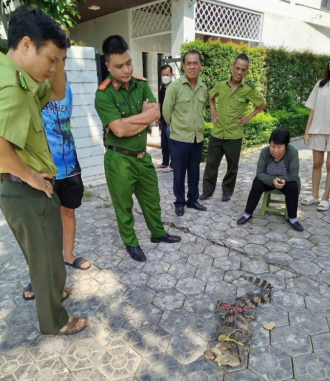 Lao Cai: Bat ngo phat hien ca sau 1,2m trong be ca Koi nha dan-Hinh-2