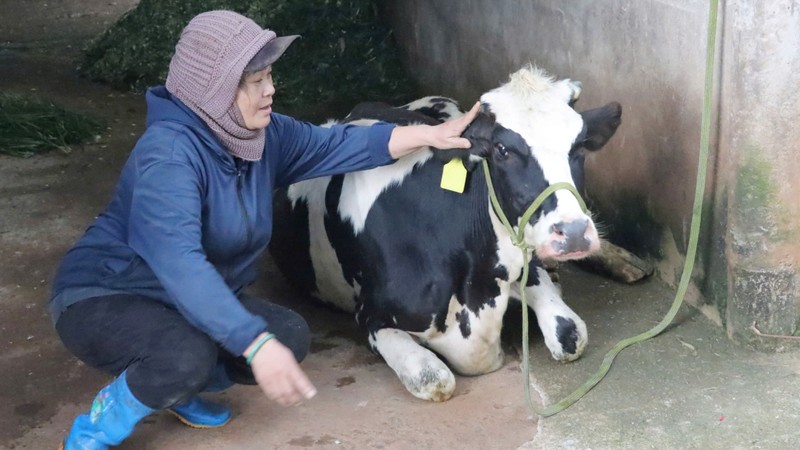 Lam Dong: Bo chet hang loat do virus mang ten: “Pestivirus tauri“