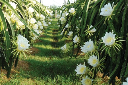 Nguoi la xuat hien o Tien Giang, quet sach hoa thanh long