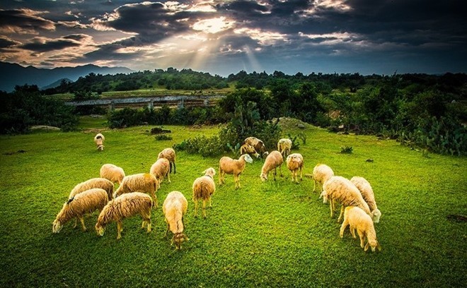 Ngam nhung doi cat menh mong, hut hon o Viet Nam-Hinh-7