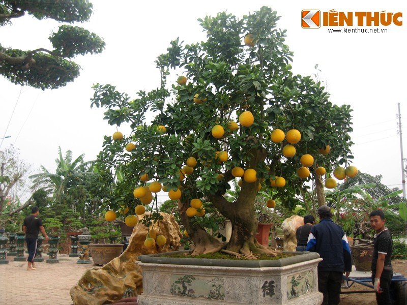 Ve dep hiem co cua buoi canh tram trieu o Ha Noi-Hinh-3