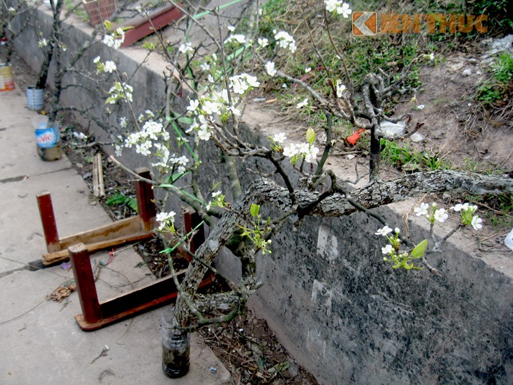 Nguoi dan Ha Noi lung hoa le choi thang Gieng-Hinh-5