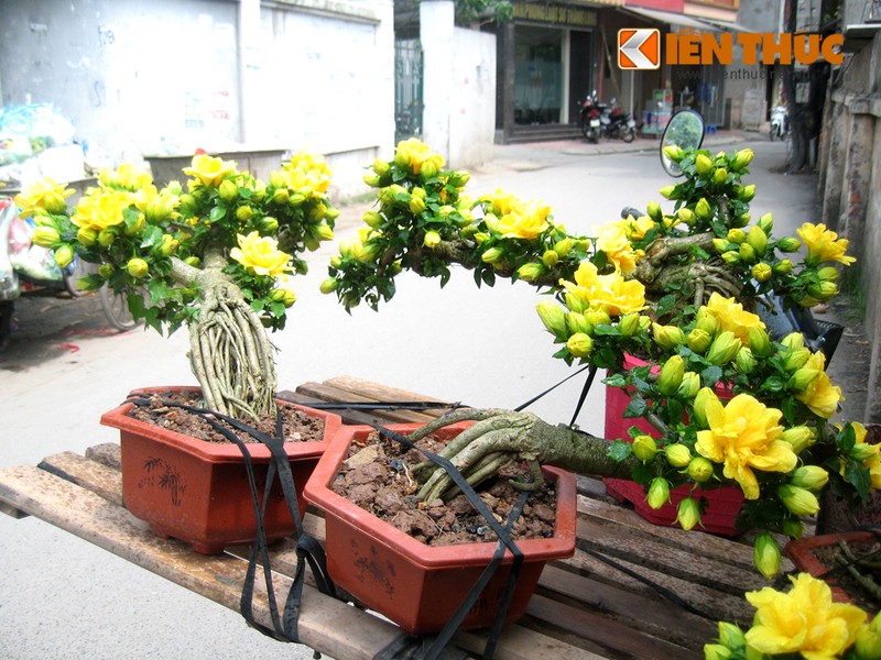 Bonsai la duoc het gia bac trieu/cay