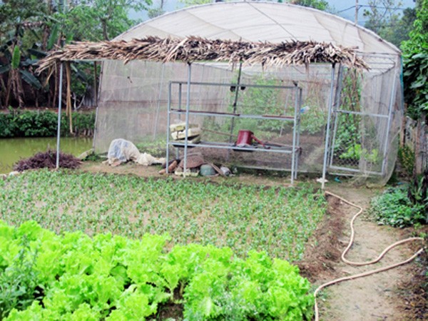 Bat ngo vuon rau sach muot mat nha sao Viet-Hinh-10