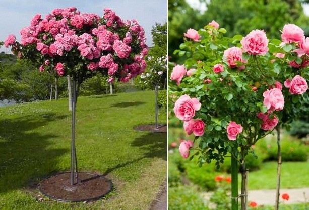 Hoa hong tree rose gia dat bong tay co gi la-Hinh-10
