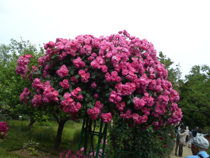 Hoa hong tree rose gia dat bong tay co gi la-Hinh-12