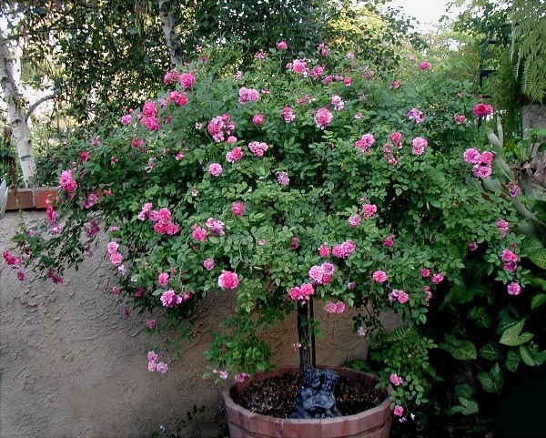 Hoa hong tree rose gia dat bong tay co gi la-Hinh-4