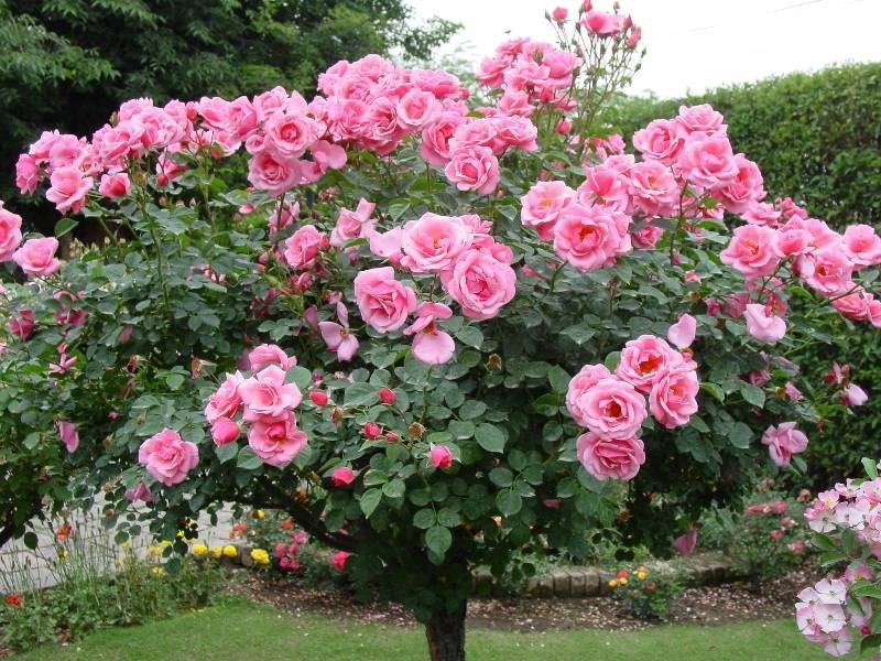 Hoa hong tree rose gia dat bong tay co gi la-Hinh-5