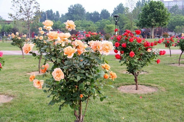 Hoa hong tree rose gia dat bong tay co gi la-Hinh-7