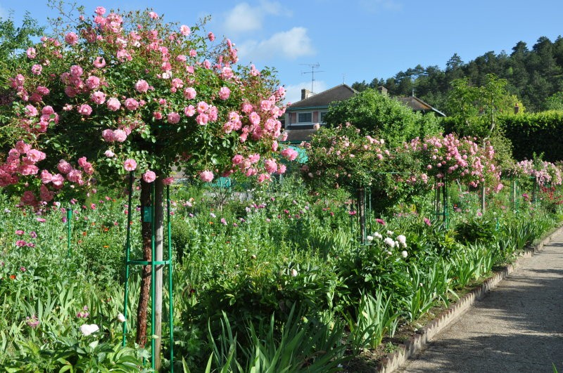 Hoa hong tree rose gia dat bong tay co gi la-Hinh-8