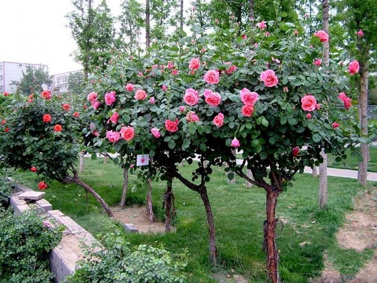 Hoa hong tree rose gia dat bong tay co gi la