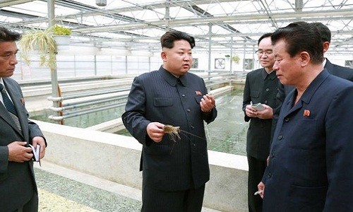 Ong Kim Jong-un tu hinh giam doc CV vi de rua chet?