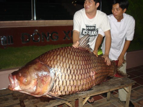 Hai ra tien voi nhung thuy quai hiem la o mien Tay-Hinh-9