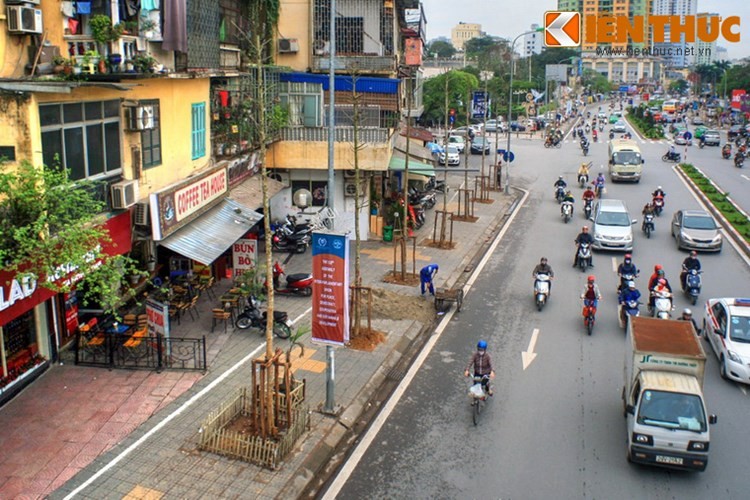 Bat mi ve loai cay moi sap trong tren duong pho Ha Noi