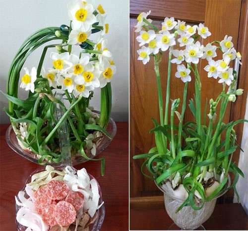 4 loai cay trong mua thu co hoa choi dip Tet-Hinh-3