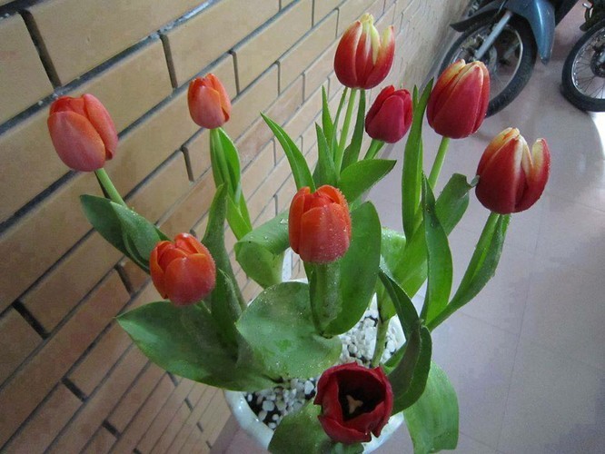 4 loai cay trong mua thu co hoa choi dip Tet-Hinh-6