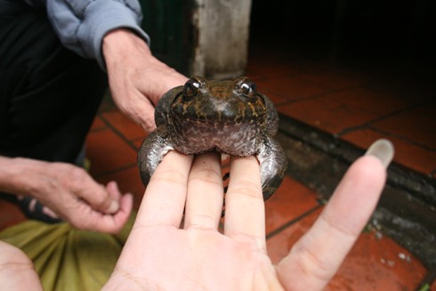 Nghe cuoc mang bat dac san dat do ban cho dai gia-Hinh-9