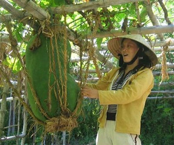 Sung sot ngam nhung loai rau cu khong lo-Hinh-10