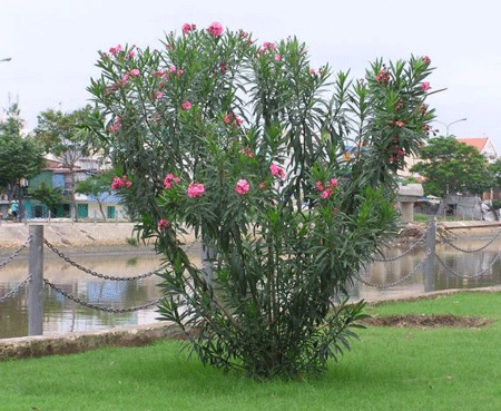 Loat cay canh do thi dinh scandal kho do o Viet Nam-Hinh-9