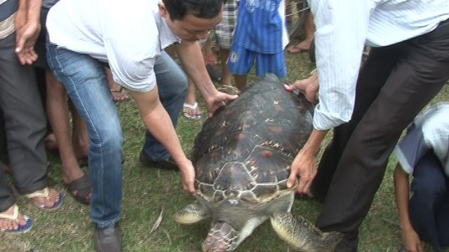 Lien tiep ca hiem dat do mac luoi ngu dan-Hinh-10