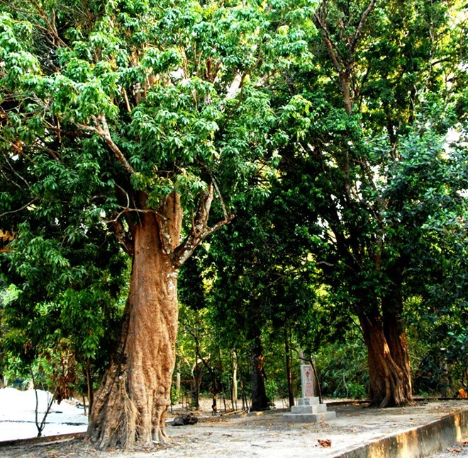 Can canh nhung “lao cay” co thu di san o An Giang-Hinh-8