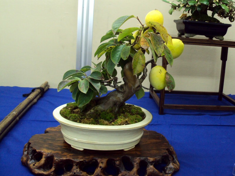 Man nhan ngam bo cay an qua bonsai dep mat-Hinh-4