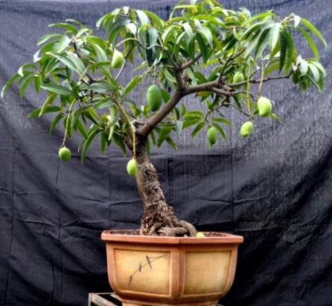 Man nhan ngam bo cay an qua bonsai dep mat-Hinh-6