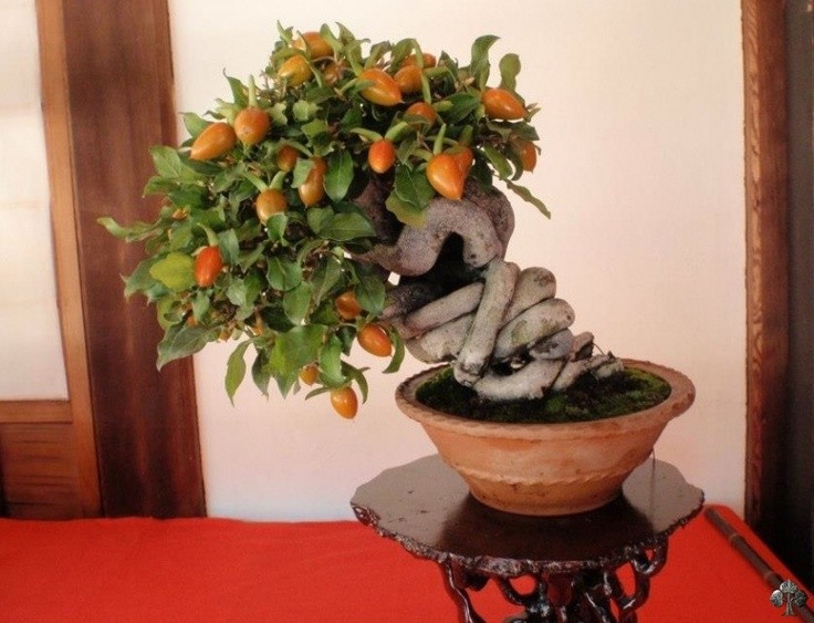 Man nhan ngam bo cay an qua bonsai dep mat-Hinh-7