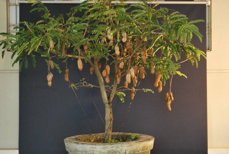 Man nhan ngam bo cay an qua bonsai dep mat-Hinh-9