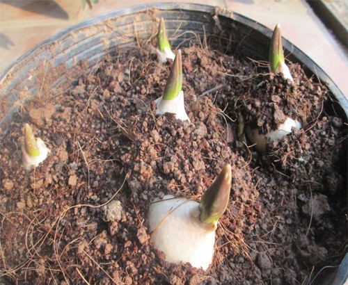 3 cach don gian trong tulip no hoa ung y-Hinh-10
