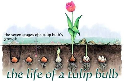 3 cach don gian trong tulip no hoa ung y-Hinh-12