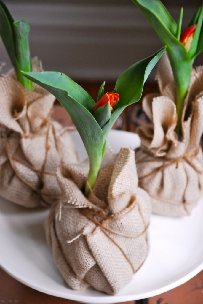 3 cach don gian trong tulip no hoa ung y-Hinh-6