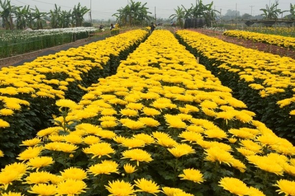 Nhung vuon hoa dep nhu tranh hot bac o Ha Noi-Hinh-11