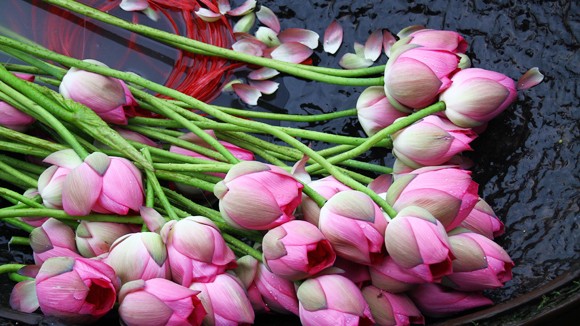 Nhung vuon hoa dep nhu tranh hot bac o Ha Noi-Hinh-13
