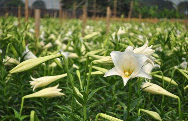 Nhung vuon hoa dep nhu tranh hot bac o Ha Noi-Hinh-6