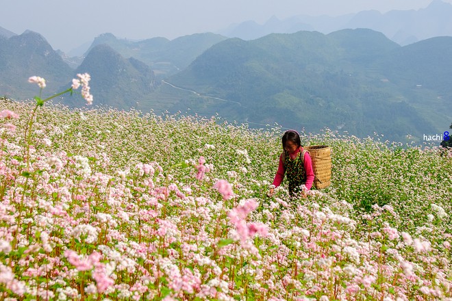 Nhung thien duong hoa dep man nhan hai bon tien-Hinh-10