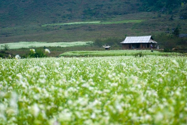 Nhung thien duong hoa dep man nhan hai bon tien-Hinh-7