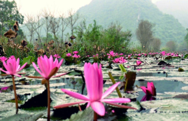 Nhung thien duong hoa dep man nhan hai bon tien